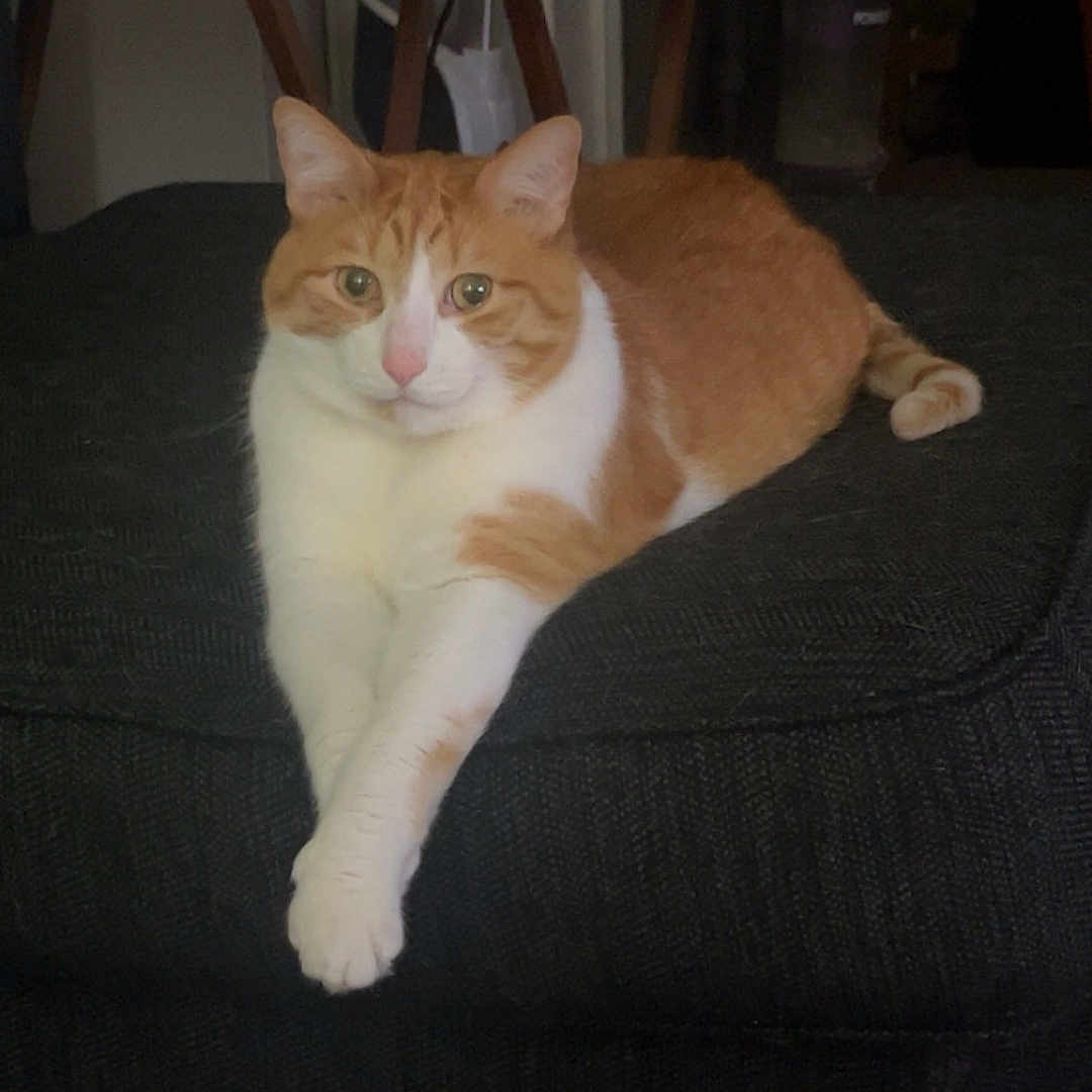 Jack is registered to the contest to win money with this photo: animal, cat, cozy, cute, domestic_cat, ears, fur, furniture, home, indoor, lounging, nose, orange_cat, ottoman, paw, pet, relaxed, stretching, whiskers, white_cat