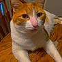 cat, orange_cat, white_cat, indoor, wooden_table, furniture, pet, animal, relaxed, domestic, close_up, ears, whiskers, pink_nose, table, chair, door, household, mammal, fur