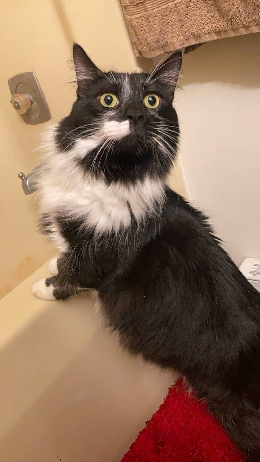animal, bathroom, bathtub, black_and_white, cat, close_up, curious, domestic, feline, fluffy, fur, household, indoor, looking, mammal, pet, red_bath_mat, towel, whiskers, wide_eyes