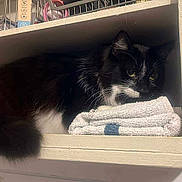 Boo joined the competition — help win amazing prizes! cat, black_and_white, towel, shelf, indoor, pet, fur, cozy, resting, household_items, curious, animal, feline, domestic, fur_pattern, paws, whiskers, tail, relaxed, closeup