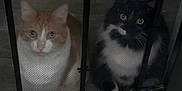 Boo joined the competition — help win amazing prizes! animals, black_cat, cat, companions, curious, domestic, door, feline, home, indoor, looking, mesh, orange_cat, pets, quiet, screen_door, sitting, two_animals, white_fur, wooden_floor