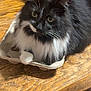 Boo is registered to the contest to win money with this photo: cat, black_and_white, fluffy, tuxedo_cat, pet, indoor, wooden_table, cardboard_tray, curious, feline, whiskers, paw, close_up, domestic_animal, sitting, fur, table_surface, relaxed, cute, animal