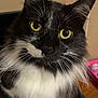 Boo is registered to the contest to win money with this photo: animal, black_and_white, cat, close_up, curious, domestic_cat, ears, face, feline, fluffy, fur, household, indoor, looking_up, paws, pet, portrait, sitting, whiskers, yellow_eyes
