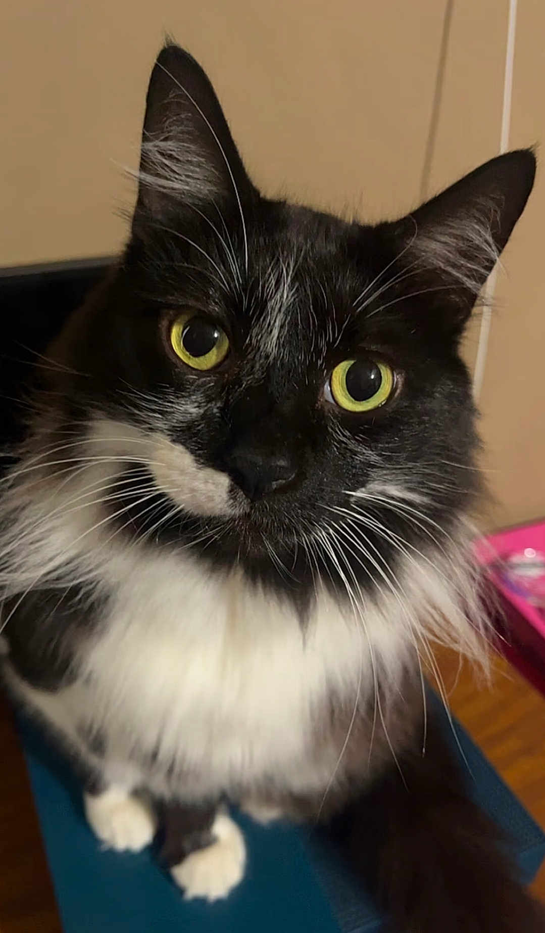 Boo