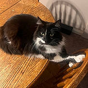 Boo is registered to the contest to win money with this photo: animal, black_and_white_cat, carpet, cat, chair, domestic, domestic_animal, feline, fur, furniture, home, indoor, paw, pet, relaxed, shadow, stretching, table, wooden_chair, wooden_table