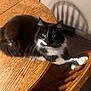 animal, black_and_white_cat, carpet, cat, chair, domestic, domestic_animal, feline, fur, furniture, home, indoor, paw, pet, relaxed, shadow, stretching, table, wooden_chair, wooden_table
