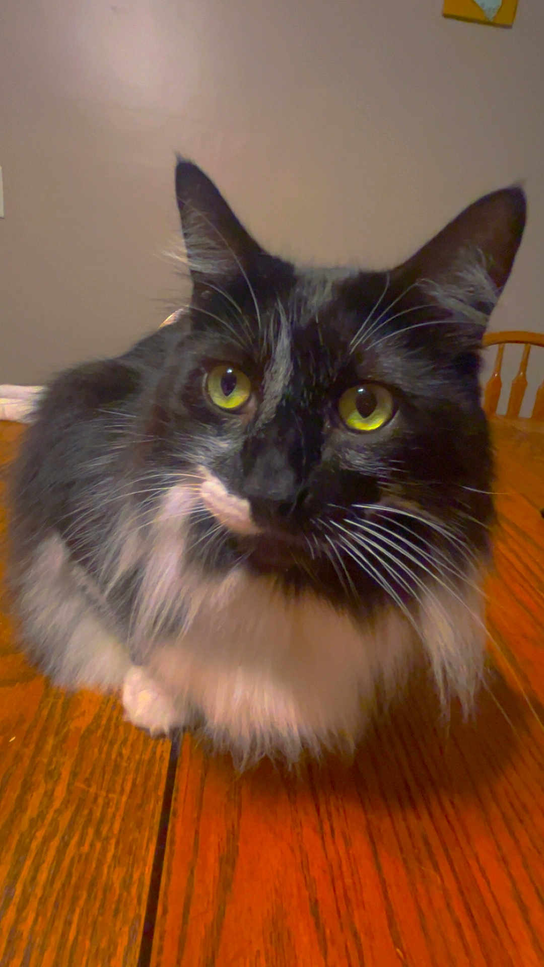 Boo is registered to the contest to win money with this photo: cat, indoor, table, wooden_table, black_and_white, fluffy, yellow_eyes, pet, animal, closeup, curious, feline, whiskers, ears, domestic_cat, sitting, fur, home, household, portrait