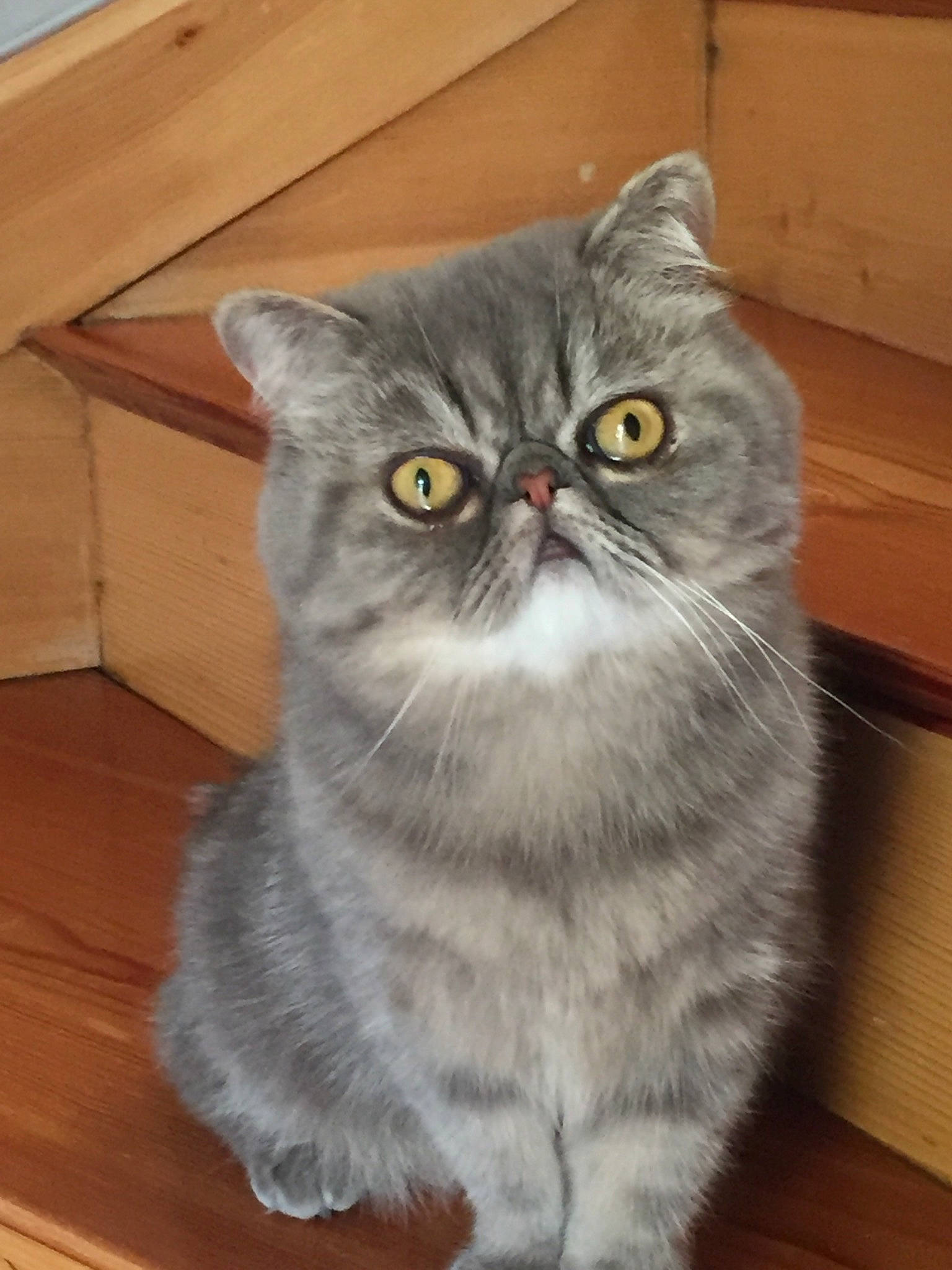 Ryan a rejoint le concours — aidez-le/la à gagner de superbes lots ! carnivore, cat, domestic_short_haired_cat, felidae, fur, grey, hardwood, plank, service, small_to_medium_sized_cats, tail, varnish, whiskers, wood, wood_flooring, wood_stain