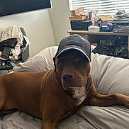 Dennis Esquibel joined the competition — help win amazing prizes! american_flag, baseball_cap, bed, bedroom, blanket, brown_dog, clutter, dog, furniture, home, indoors, lying_down, office, pet, pillow, portrait, printer, relaxed, television, window_blinds