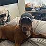 american_flag, baseball_cap, bed, bedroom, blanket, brown_dog, clutter, dog, furniture, home, indoors, lying_down, office, pet, pillow, portrait, printer, relaxed, television, window_blinds