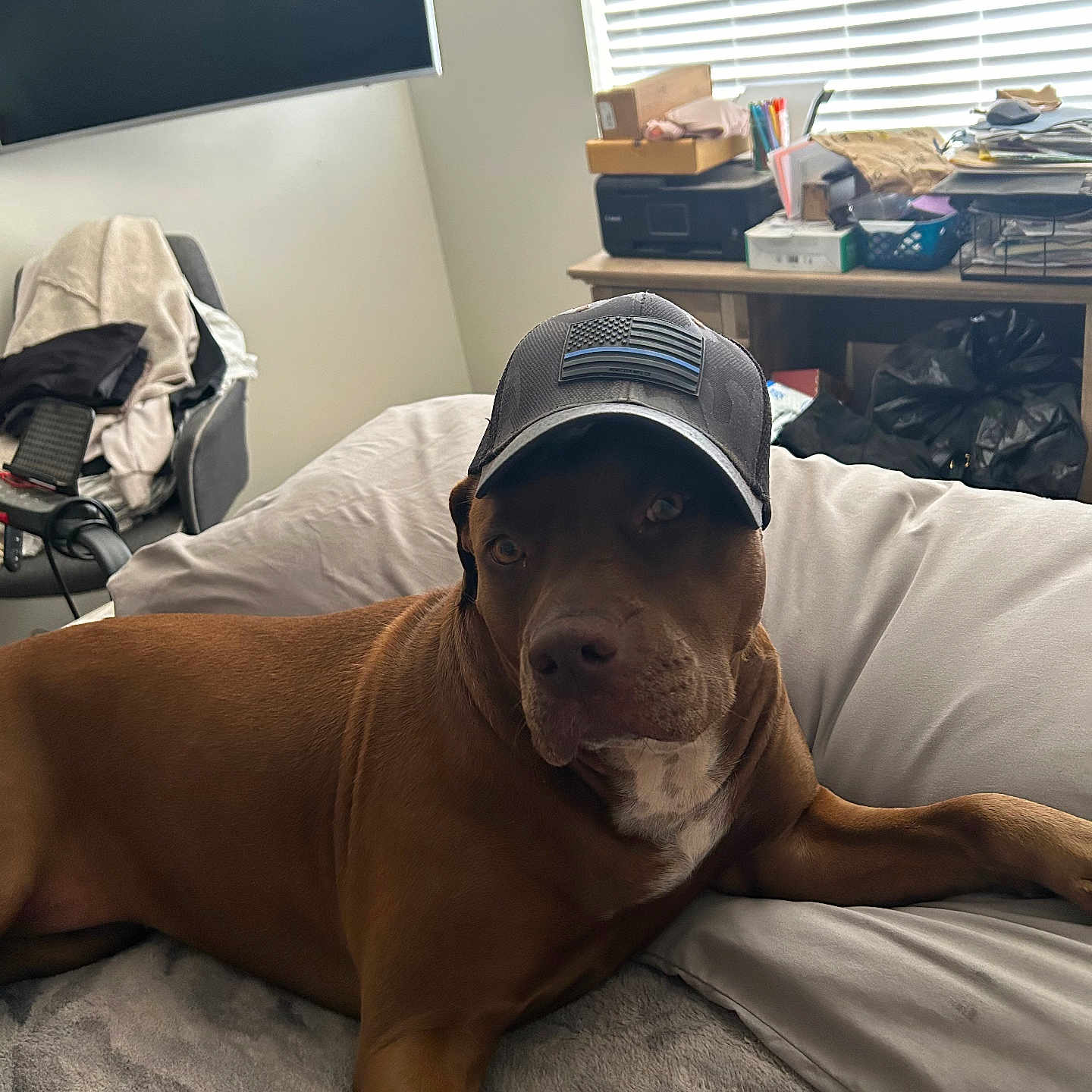 Dennis Esquibel joined the competition — help win amazing prizes! american_flag, baseball_cap, bed, bedroom, blanket, brown_dog, clutter, dog, furniture, home, indoors, lying_down, office, pet, pillow, portrait, printer, relaxed, television, window_blinds