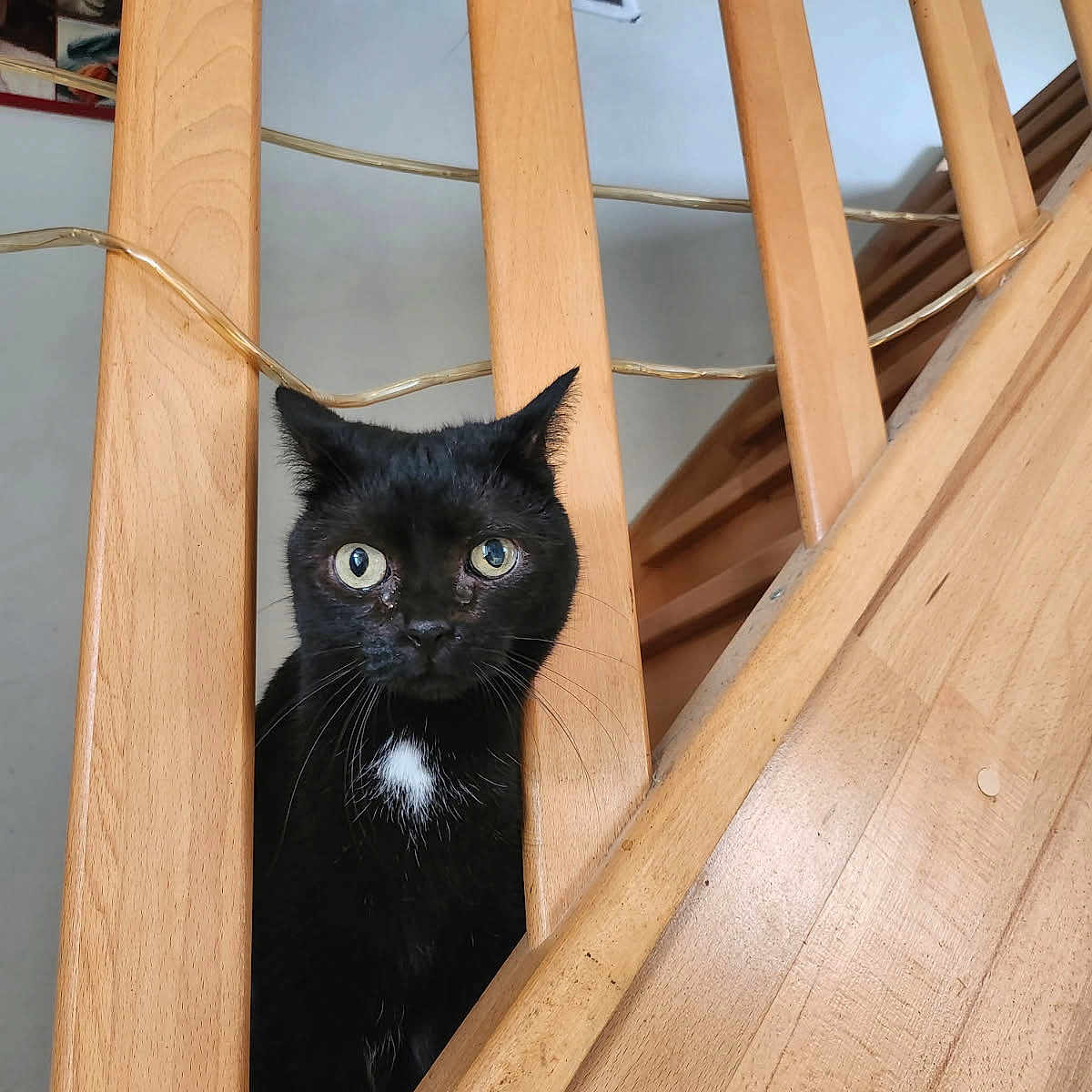 Pupucette participe au concours pour gagner de l'argent avec cette photo : animal, black_cat, cat, closeup, curious, domestic, ears, eyes, feline, floor, home, indoor, looking, pet, stair_railings, vertical_bars, whiskers, white_patch, wood, wooden_stairs