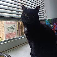Pupucette a rejoint le concours — aidez-le/la à gagner de superbes lots ! cat, black_cat, windowsill, window, blinds, indoor, pet, animal, curious, sitting, daylight, shadow, feline, decor, butterfly, colorful, houseplant, candle_holder, quiet, home