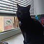 cat, black_cat, windowsill, window, blinds, indoor, pet, animal, curious, sitting, daylight, shadow, feline, decor, butterfly, colorful, houseplant, candle_holder, quiet, home