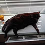 cat, black_cat, windowsill, sunlight, blinds, figurine, toy, heater, indoor, relaxing, pet, feline, animal, resting, sunbeam, shadow, window, cozy, lazy, domestic