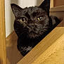 black_cat, cat, animal, pet, close_up, wood, indoors, curious, face, feline, whiskers, yellow_eyes, shadow, fur, portrait, looking, peeking, resting, quiet, background