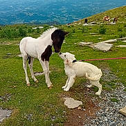 Appy participe au concours pour gagner de l'argent avec cette photo : horse, dog, puppy, grass, mountains, animals, nature, outdoor, leash, foal, white_dog, brown_and_white_horse, grazing, rocks, scenic_view, curious, interaction, friendly, hill, pasture