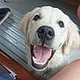 Appy participe au concours pour gagner de l'argent avec cette photo : dog, puppy, golden_retriever, smiling, happy, tongue_out, indoor, wooden_bench, floor, person_leg, close_up, pet, animal, cute, friendly, canine, looking_up, mouth_open, fur, domestic_animal