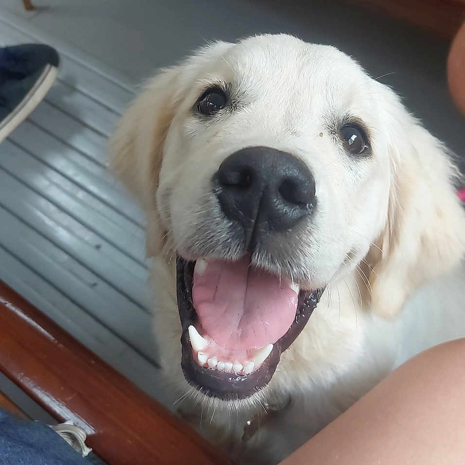 Appy participe au concours pour gagner de l'argent avec cette photo : animal, canine, close_up, cute, dog, domestic_animal, floor, friendly, fur, golden_retriever, happy, indoor, looking_up, mouth_open, person_leg, pet, puppy, smiling, tongue_out, wooden_bench