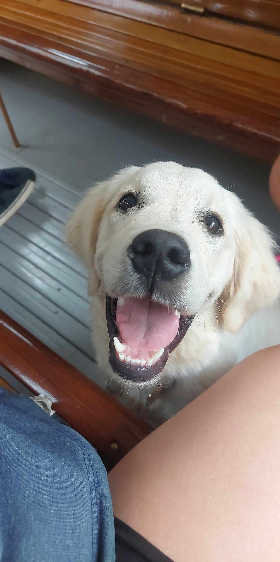 Appy