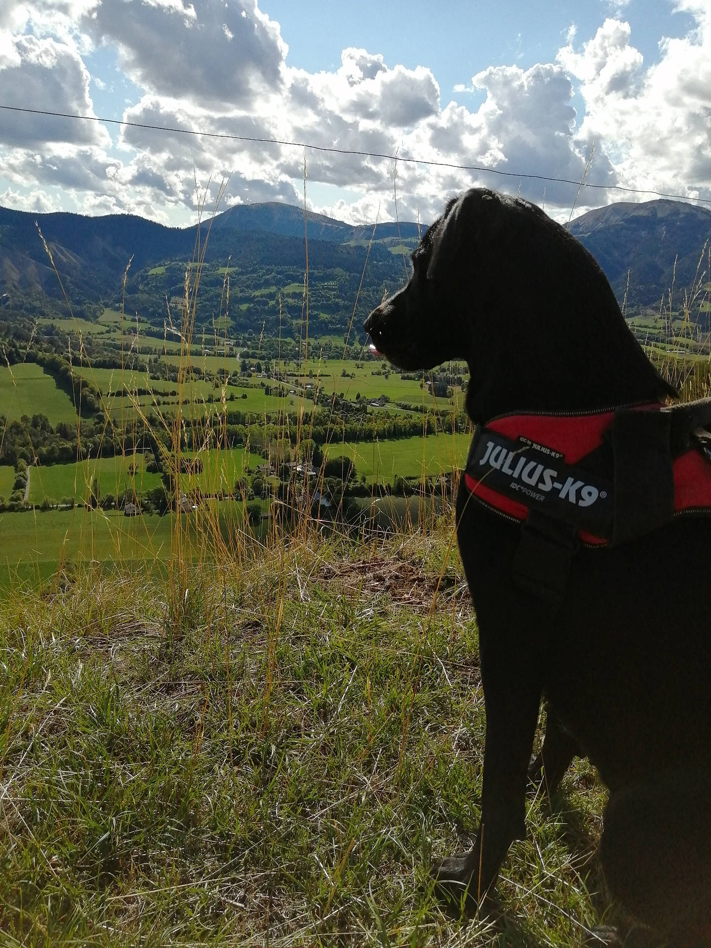 animal, black_dog, canine, clouds, daytime, dog, field, grass, harness, hill, julius_k9, landscape, mountains, nature, outdoor, pet, scenery, sky, sunlight, valley