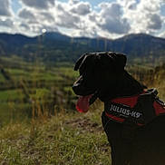 Shanna a rejoint le concours — aidez-le/la à gagner de superbes lots ! animal, black_dog, blurred_background, canine, clouds, daytime, dog, field, grass, happy, harness, julius_k9, mountain, nature, outdoor, pet, scenic, sky, sunny, tongue_out