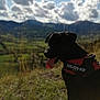 animal, black_dog, blurred_background, canine, clouds, daytime, dog, field, grass, happy, harness, julius_k9, mountain, nature, outdoor, pet, scenic, sky, sunny, tongue_out