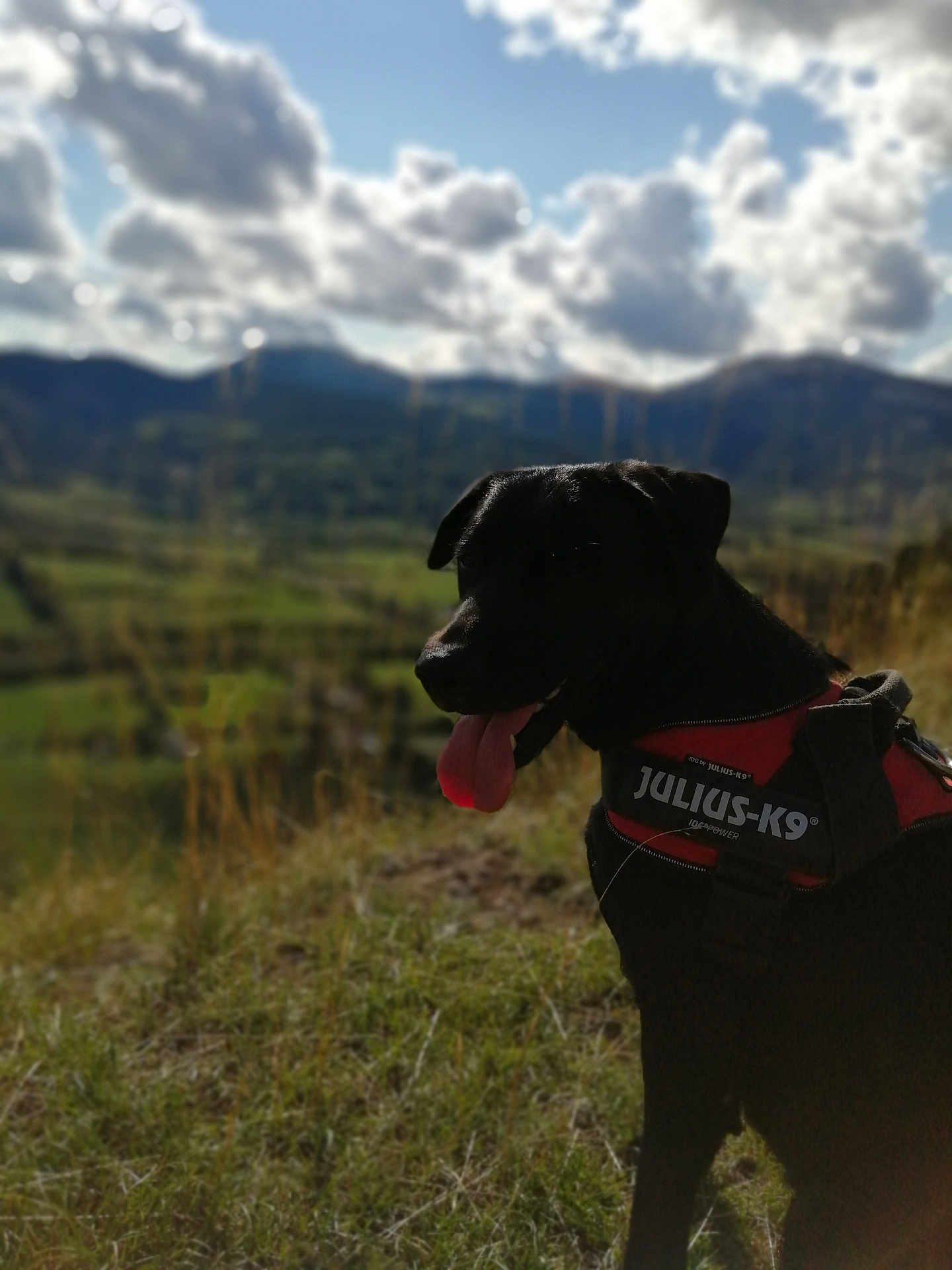 Shanna a rejoint le concours — aidez-le/la à gagner de superbes lots ! animal, black_dog, blurred_background, canine, clouds, daytime, dog, field, grass, happy, harness, julius_k9, mountain, nature, outdoor, pet, scenic, sky, sunny, tongue_out