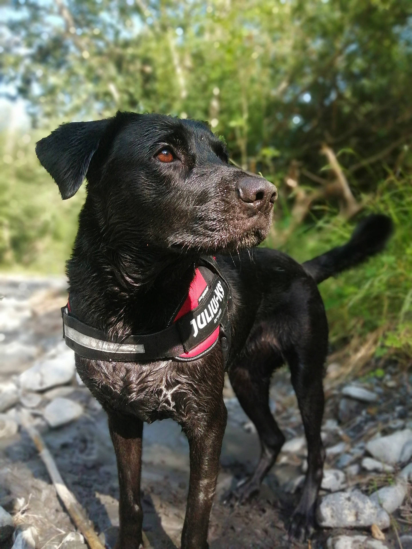 adventure, alert, animal, black_dog, canine, collar, daylight, dog, forest, greenery, muzzle, nature, outdoor, path, pet, portrait, rocks, standing, sunlight, wet_fur