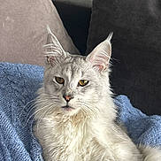 Ayko participe au concours pour gagner de l'argent avec cette photo : cat, fluffy, pet, indoor, cozy, blanket, knitted, pillow, relaxed, resting, feline, whiskers, ears, fur, animal, domestic, cute, portrait, laying, yellow_eyes