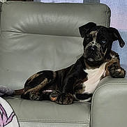 Blue participe au concours pour gagner de l'argent avec cette photo : dog, brindle, lounge, couch, leather, paw, window, blanket, indoor, pet, relaxed, canine, fur, animal, resting, home, furniture, seated, calm, portrait