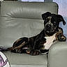 dog, brindle, lounge, couch, leather, paw, window, blanket, indoor, pet, relaxed, canine, fur, animal, resting, home, furniture, seated, calm, portrait