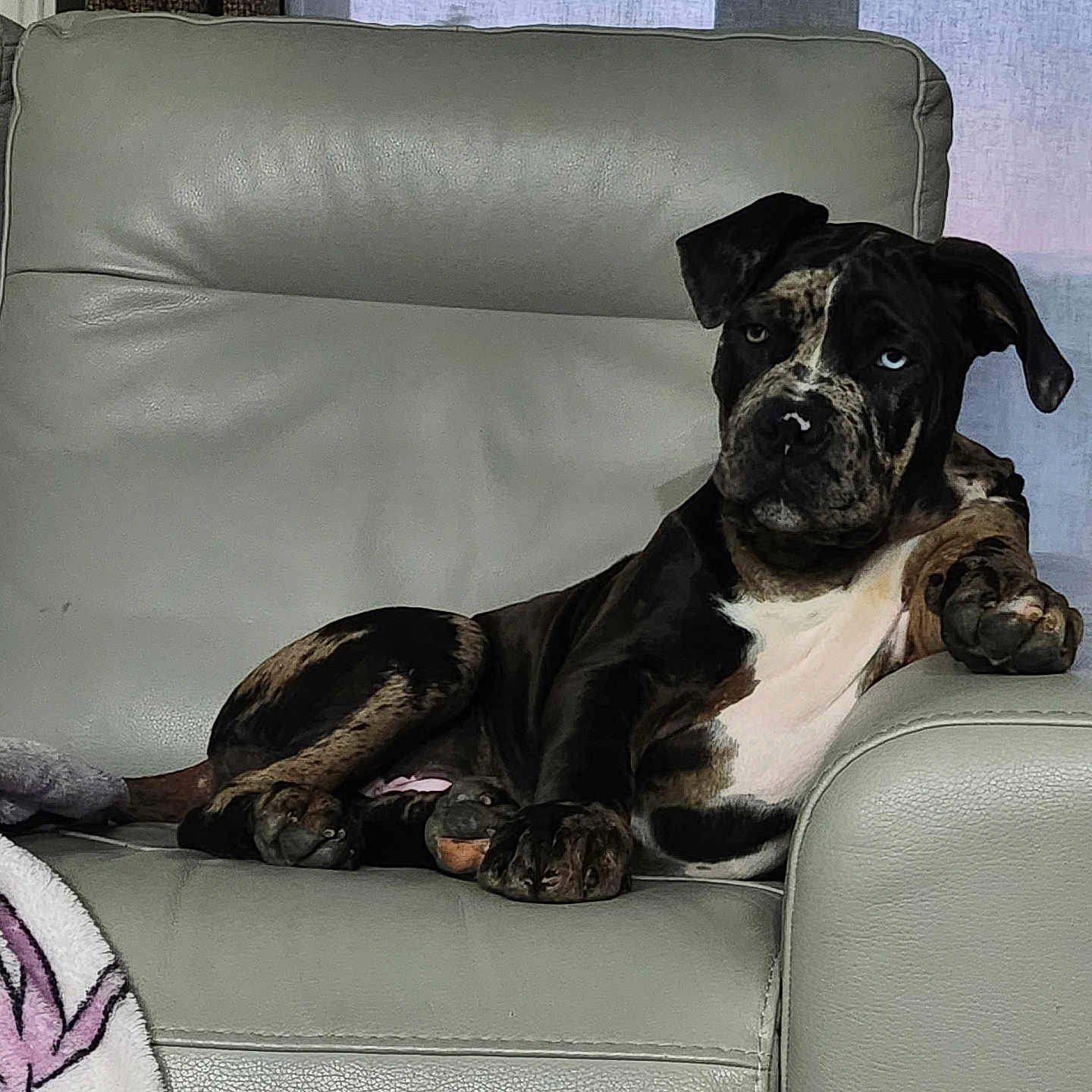 Blue participe au concours pour gagner de l'argent avec cette photo : dog, brindle, lounge, couch, leather, paw, window, blanket, indoor, pet, relaxed, canine, fur, animal, resting, home, furniture, seated, calm, portrait