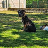 Blue a rejoint le concours — aidez-le/la à gagner de superbes lots ! animal, blue_eyes, canine, companions, dog, domestic_animal, fence, grass, greenery, nature, outdoor, pet, playful, relaxing, resting, shadow, sitting, summer, sunlight, yard
