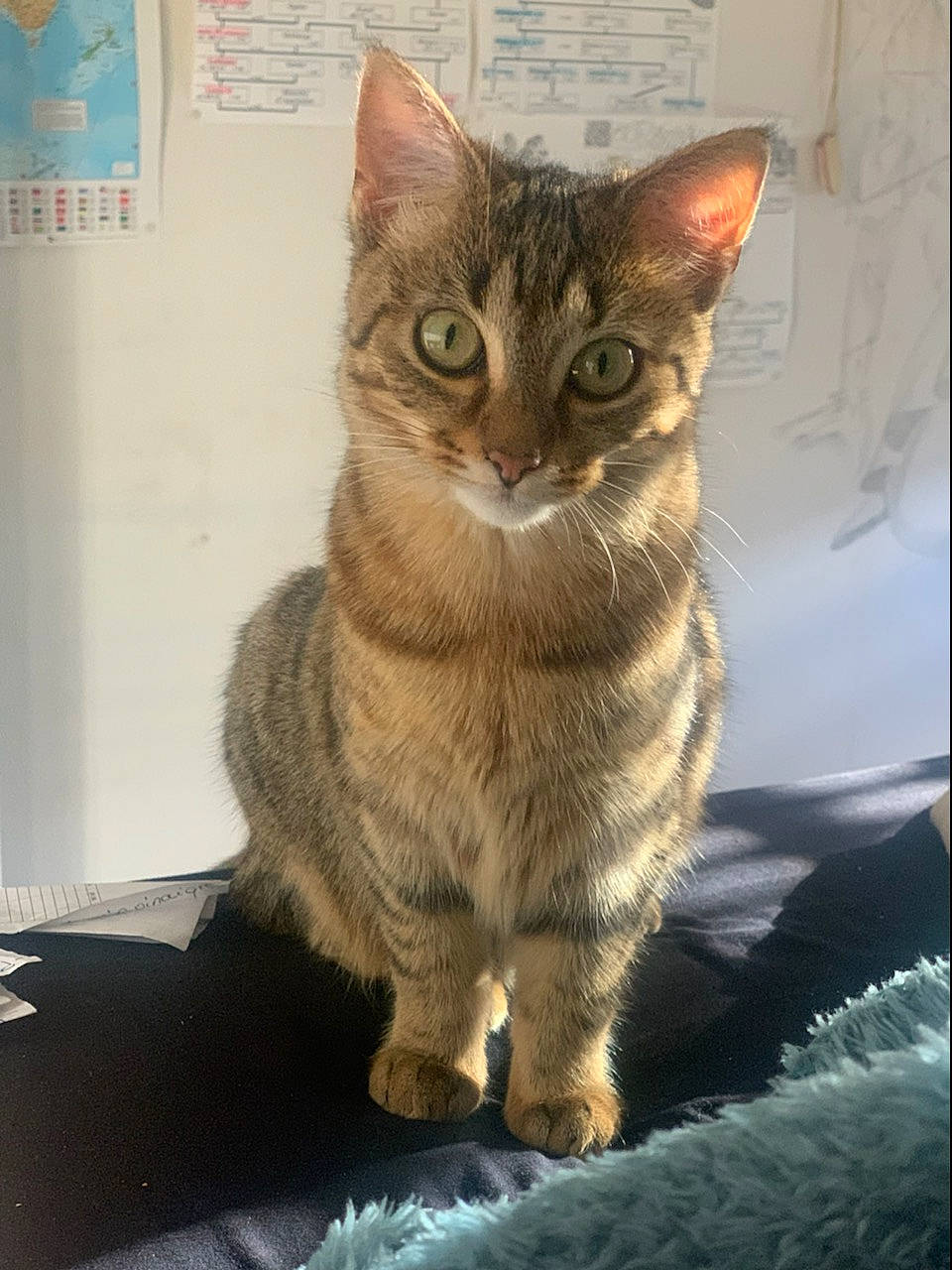 Shaïa a rejoint le concours — aidez-le/la à gagner de superbes lots ! carnivore, cat, claw, domestic_short_haired_cat, felidae, fur, paw, small_to_medium_sized_cats, snout, tail, terrestrial_animal, whiskers, wildlife