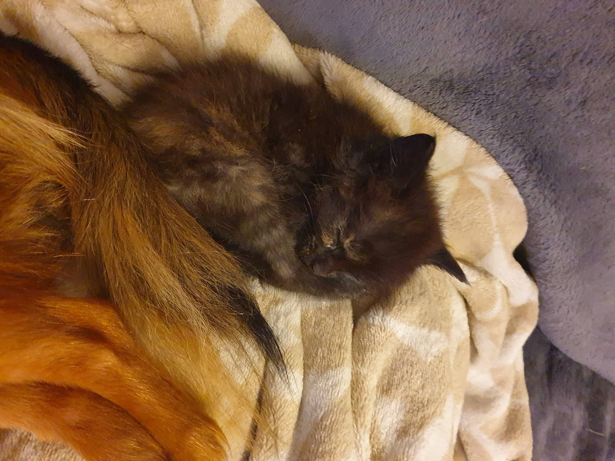 Swany a rejoint le concours — aidez-le/la à gagner de superbes lots ! brown, canidae, carnivore, cat, claw, comfort, dog_breed, domestic_short_haired_cat, fawn, felidae, fur, grey, liver, nap, paw, small_to_medium_sized_cats, snout, tail, terrestrial_animal, whiskers