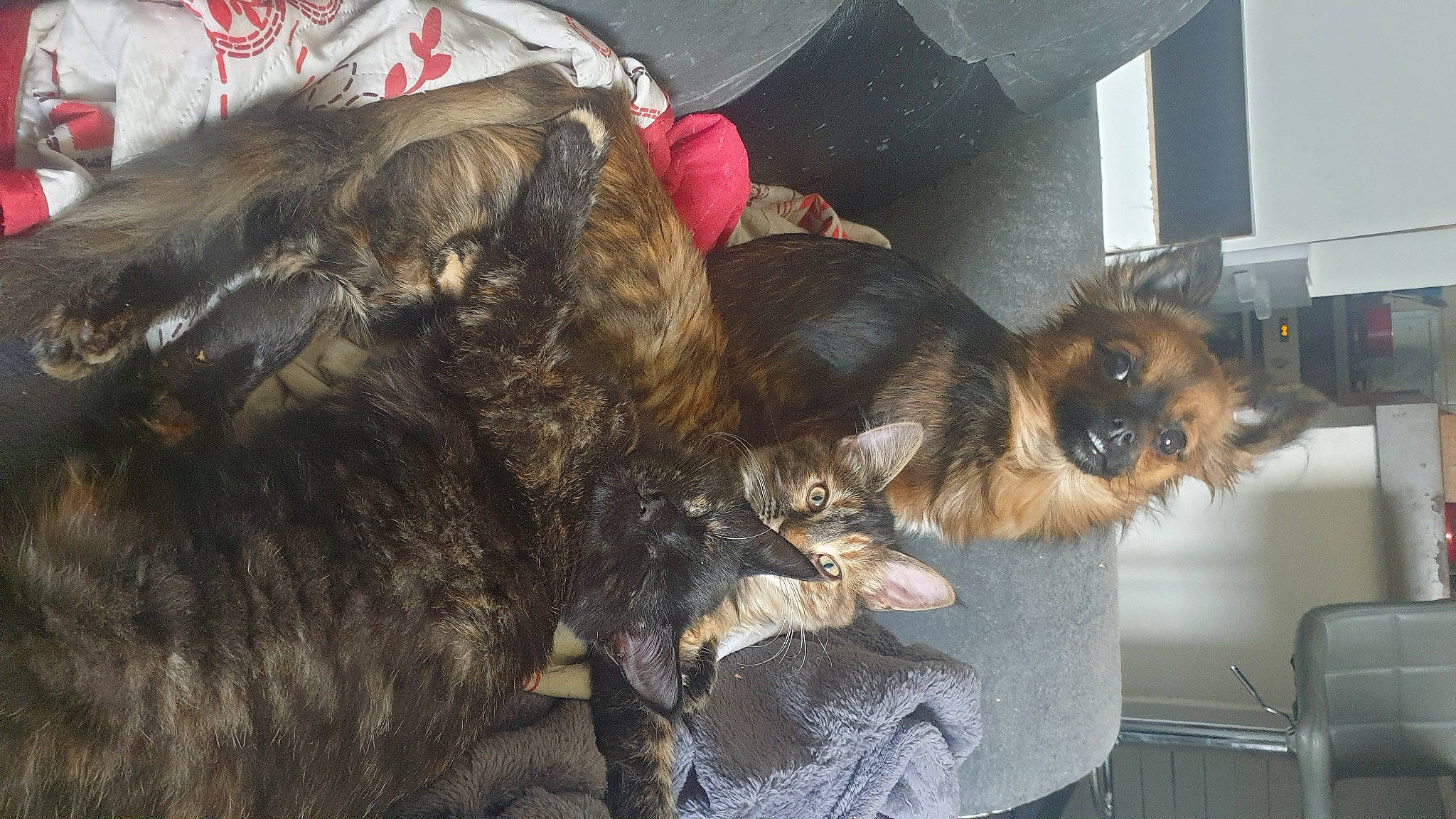 Swany a rejoint le concours — aidez-le/la à gagner de superbes lots ! canidae, carnivore, claw, companion_dog, dog, dog_breed, ear, felidae, fur, hair_coloring, liver, paw, small_terrier, small_to_medium_sized_cats, snout, sporting_group, tail, terrier, toy_dog, yorkipoo