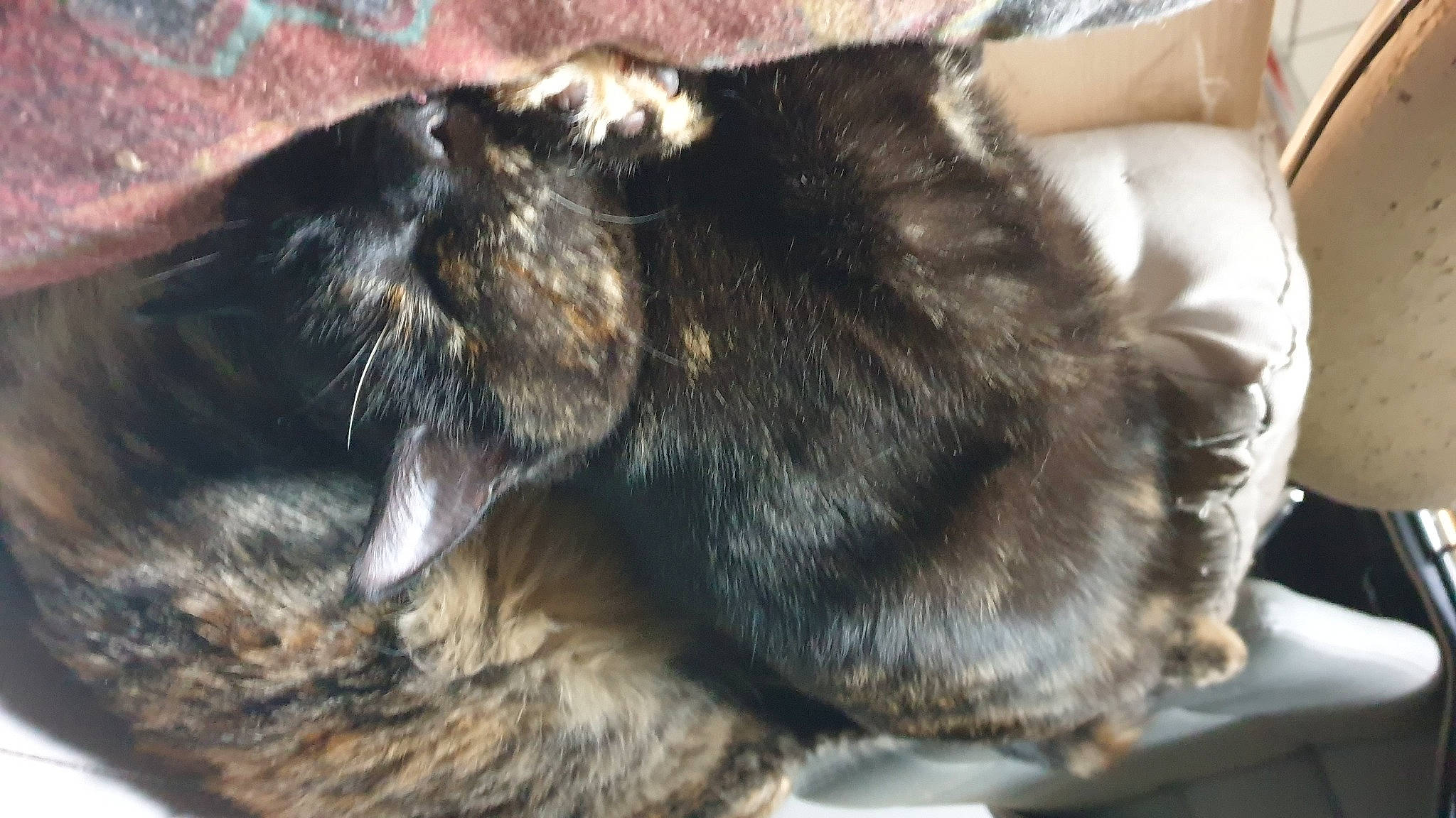 Swany a rejoint le concours — aidez-le/la à gagner de superbes lots ! black_cat, carnivore, cat, claw, comfort, dog_breed, domestic_short_haired_cat, ear, felidae, foot, fur, human_leg, nap, natural_material, paw, sleep, small_to_medium_sized_cats, snout, tail, whiskers