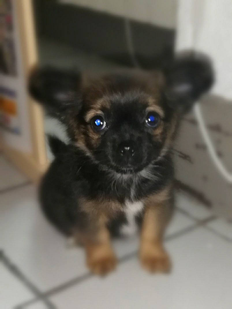 Pryska participe au concours pour gagner de l'argent avec cette photo : canidae, carnivore, companion_dog, dog, dog_breed, ear, eye, fawn, fur, liver, non_sporting_group, snout, sporting_group, terrestrial_animal, toy_dog, whiskers, working_animal