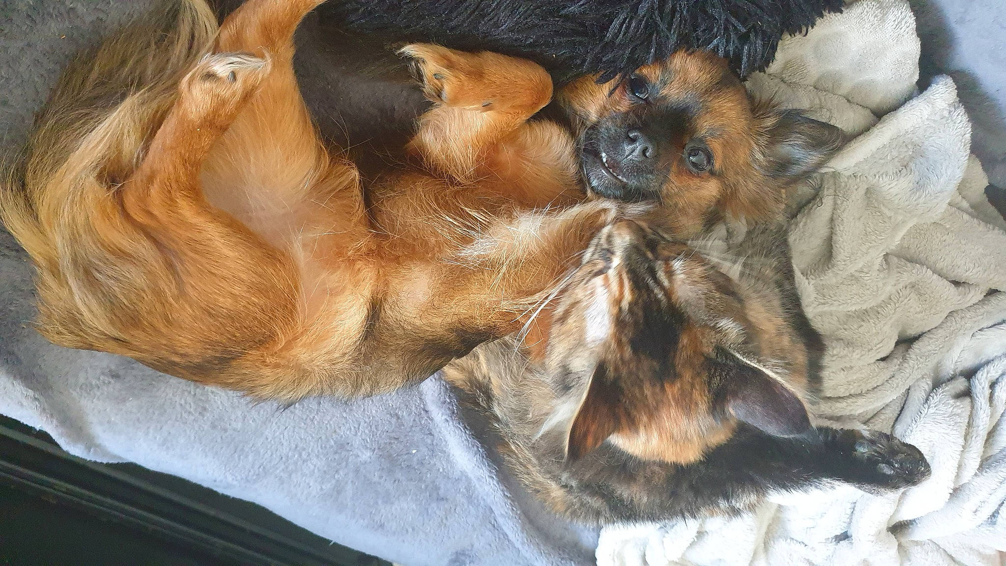 Pryska a rejoint le concours — aidez-le/la à gagner de superbes lots ! bat, canidae, carnivore, claw, comfort, companion_dog, dog, dog_breed, ear, fawn, felidae, fur, guard_dog, liver, nap, paw, snout, sporting_group, terrestrial_animal, whiskers