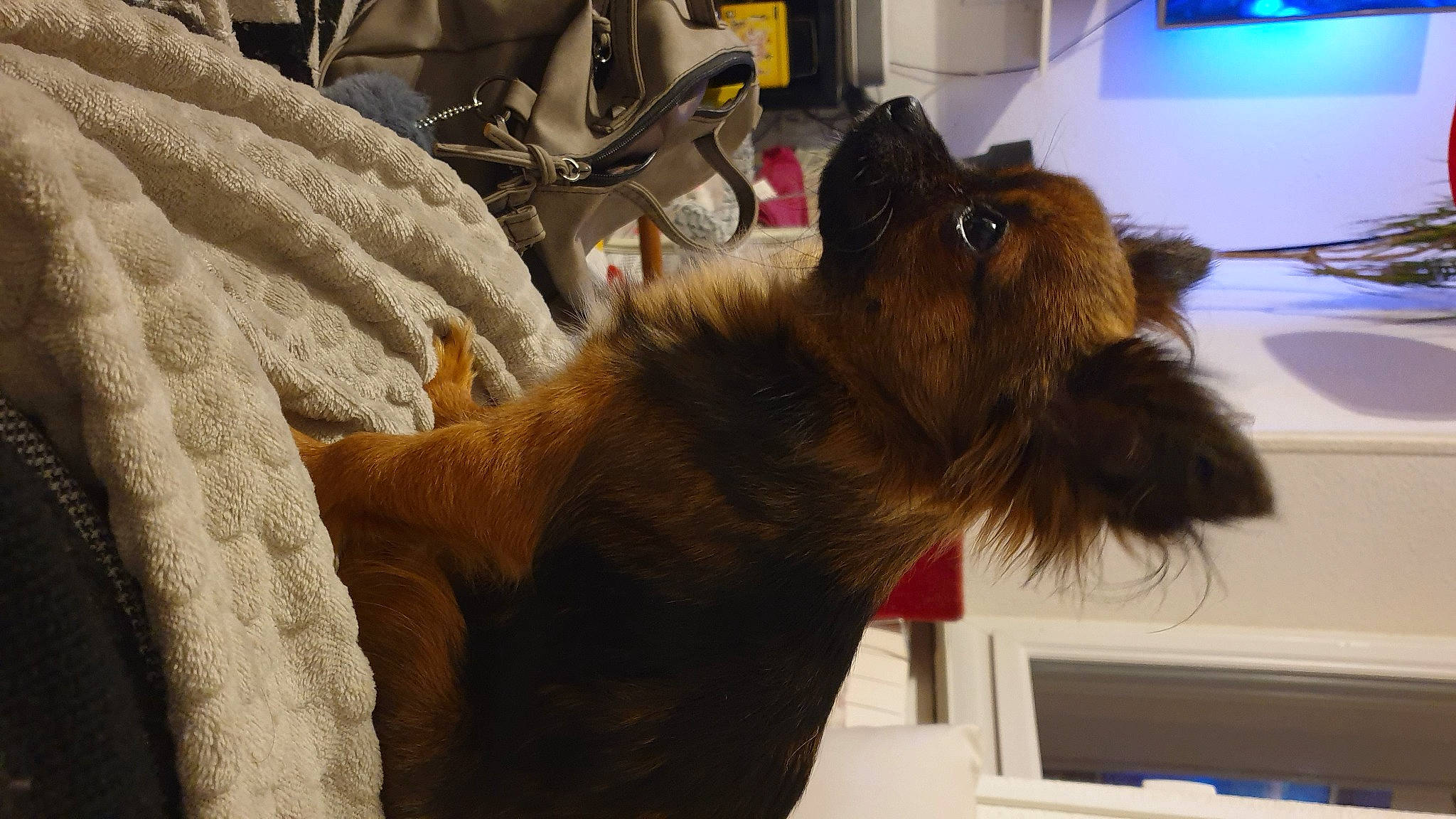 Pryska participe au concours pour gagner de l'argent avec cette photo : canidae, carnivore, chair, claw, collar, comfort, companion_dog, dog, dog_breed, fawn, felidae, fur, liver, paw, picture_frame, small_to_medium_sized_cats, snout, sporting_group, tail, whiskers