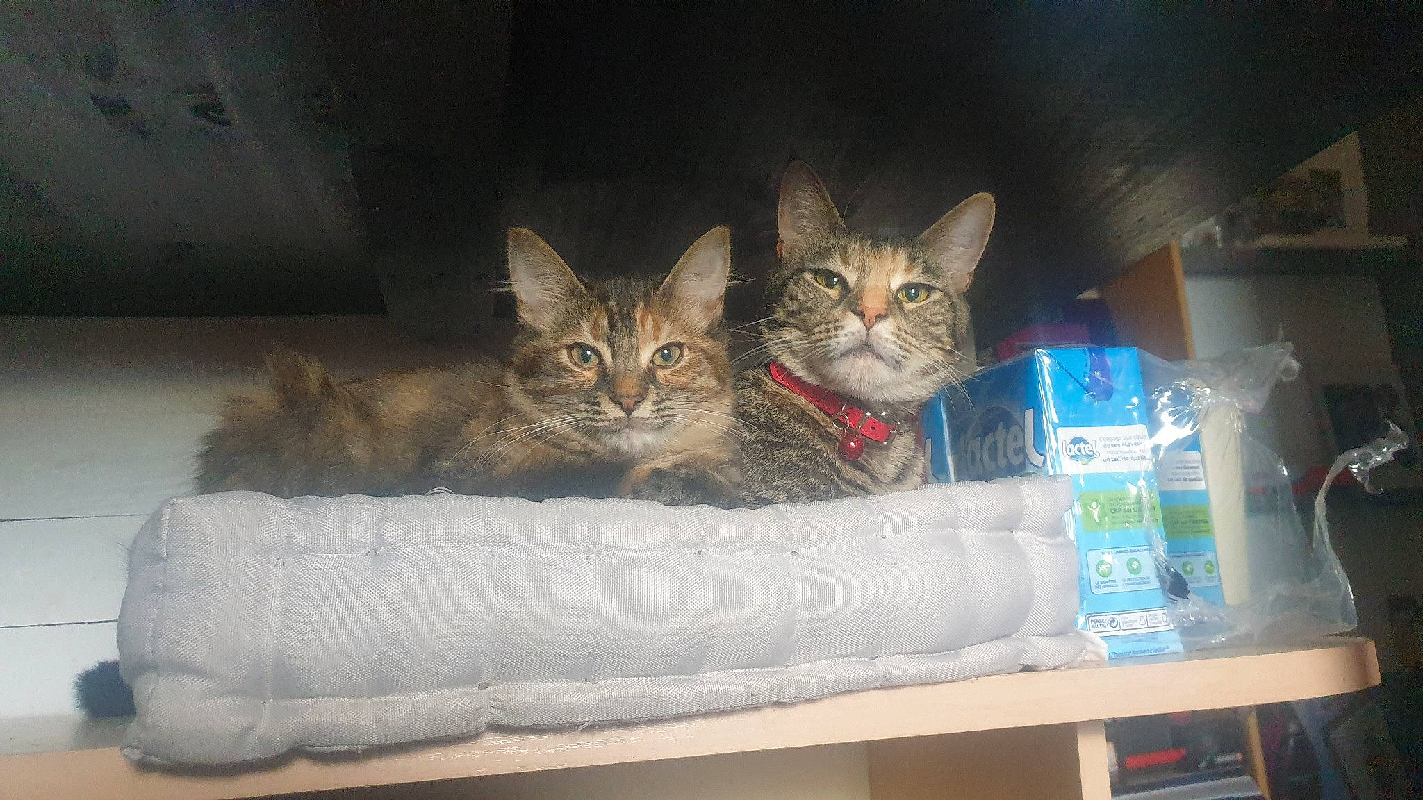 Betty participe au concours pour gagner de l'argent avec cette photo : basket, box, cardboard, carnivore, carton, cat, cat_supply, comfort, domestic_short_haired_cat, felidae, fur, mammal, packaging_and_labeling, packing_materials, paw, shipping_box, small_to_medium_sized_cats, tail, vertebrate, whiskers