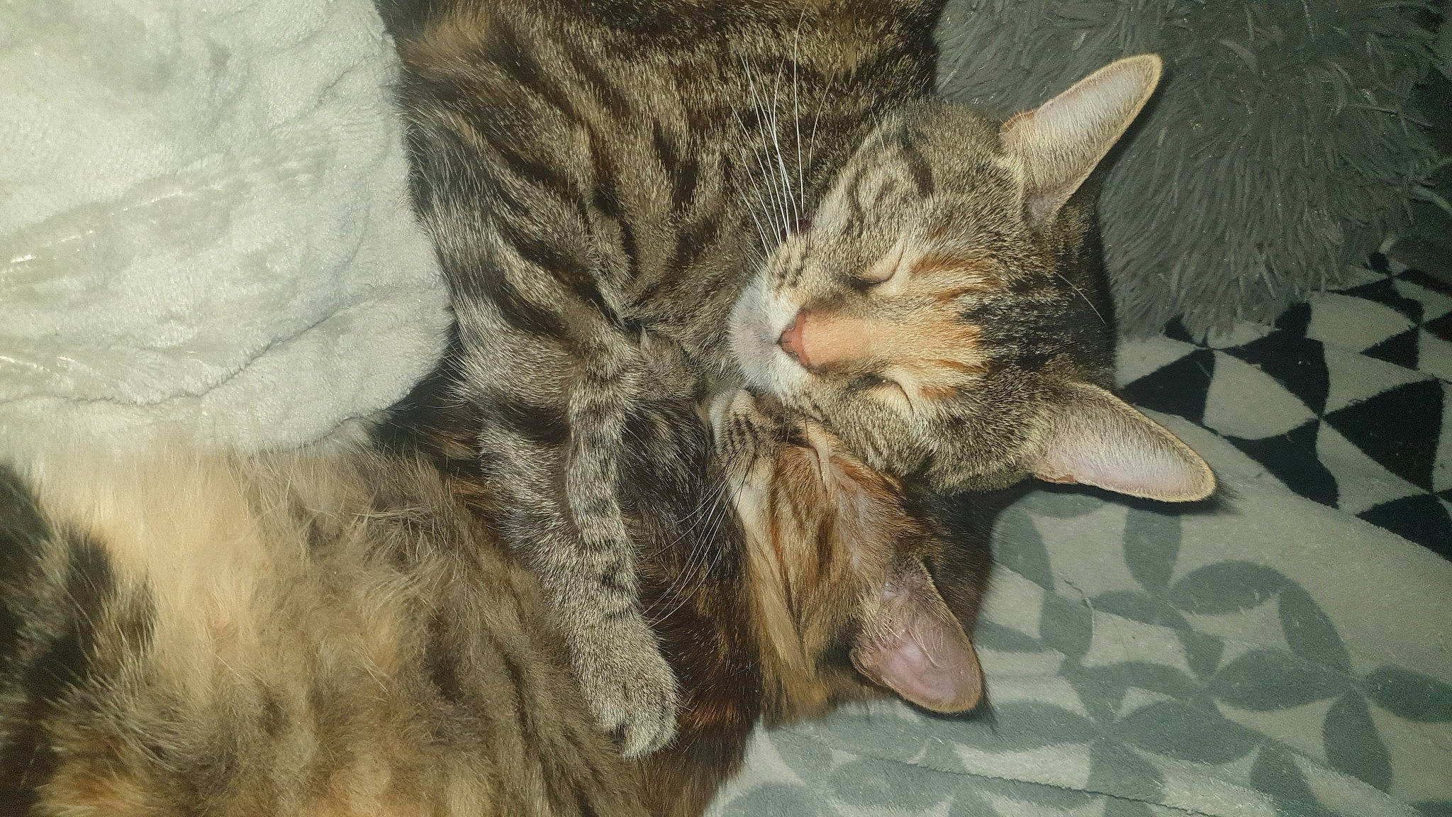 Betty a rejoint le concours — aidez-le/la à gagner de superbes lots ! carnivore, cat, claw, domestic_short_haired_cat, fawn, felidae, fur, gesture, human_leg, nap, paw, small_to_medium_sized_cats, snout, tail, terrestrial_animal, tree, whiskers, wildlife, wood