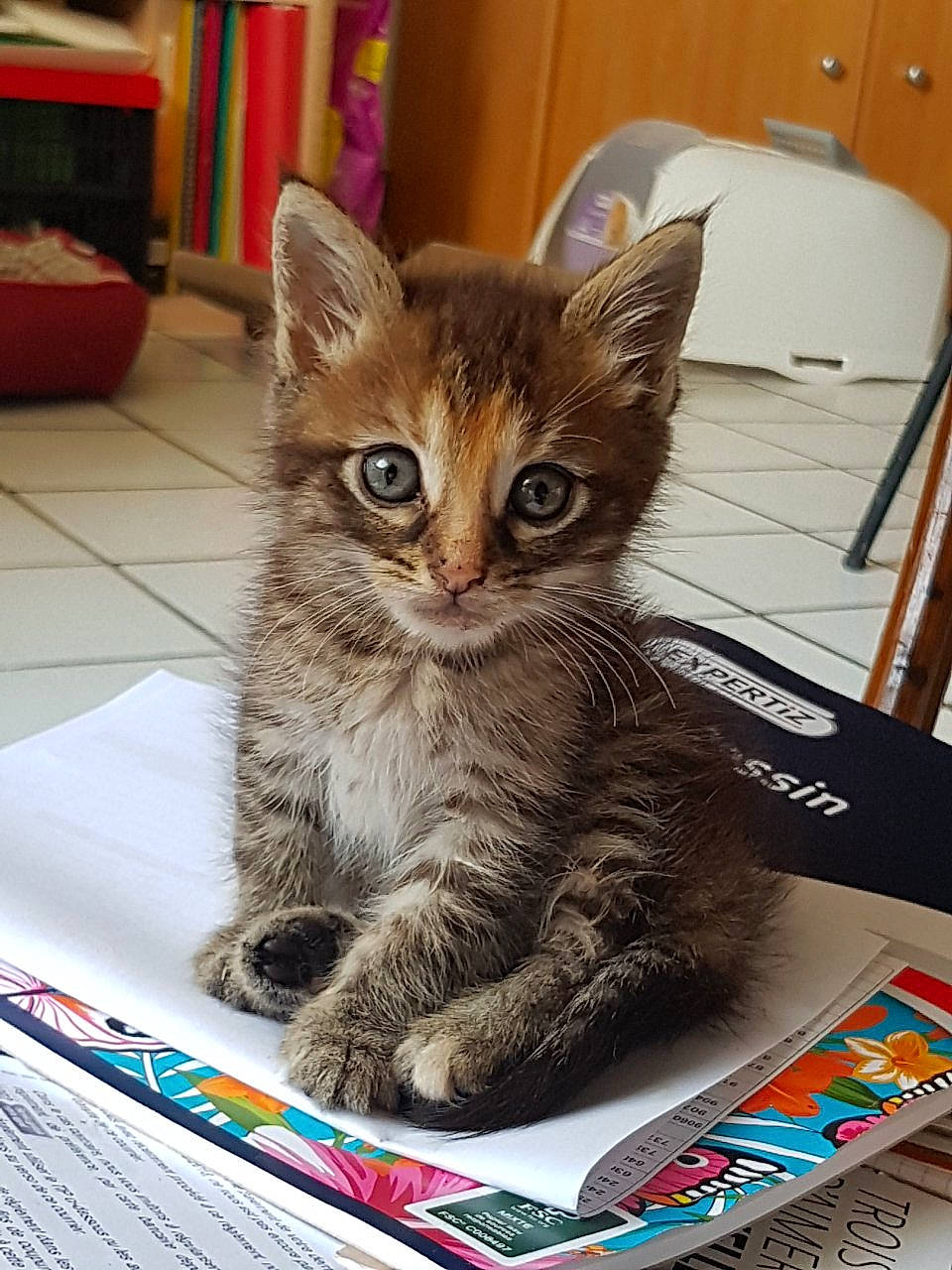 Betty a rejoint le concours — aidez-le/la à gagner de superbes lots ! box, carnivore, cat, cat_supply, claw, domestic_short_haired_cat, felidae, flooring, fur, hardwood, paw, rectangle, sitting, small_to_medium_sized_cats, snout, tail, whiskers, wood