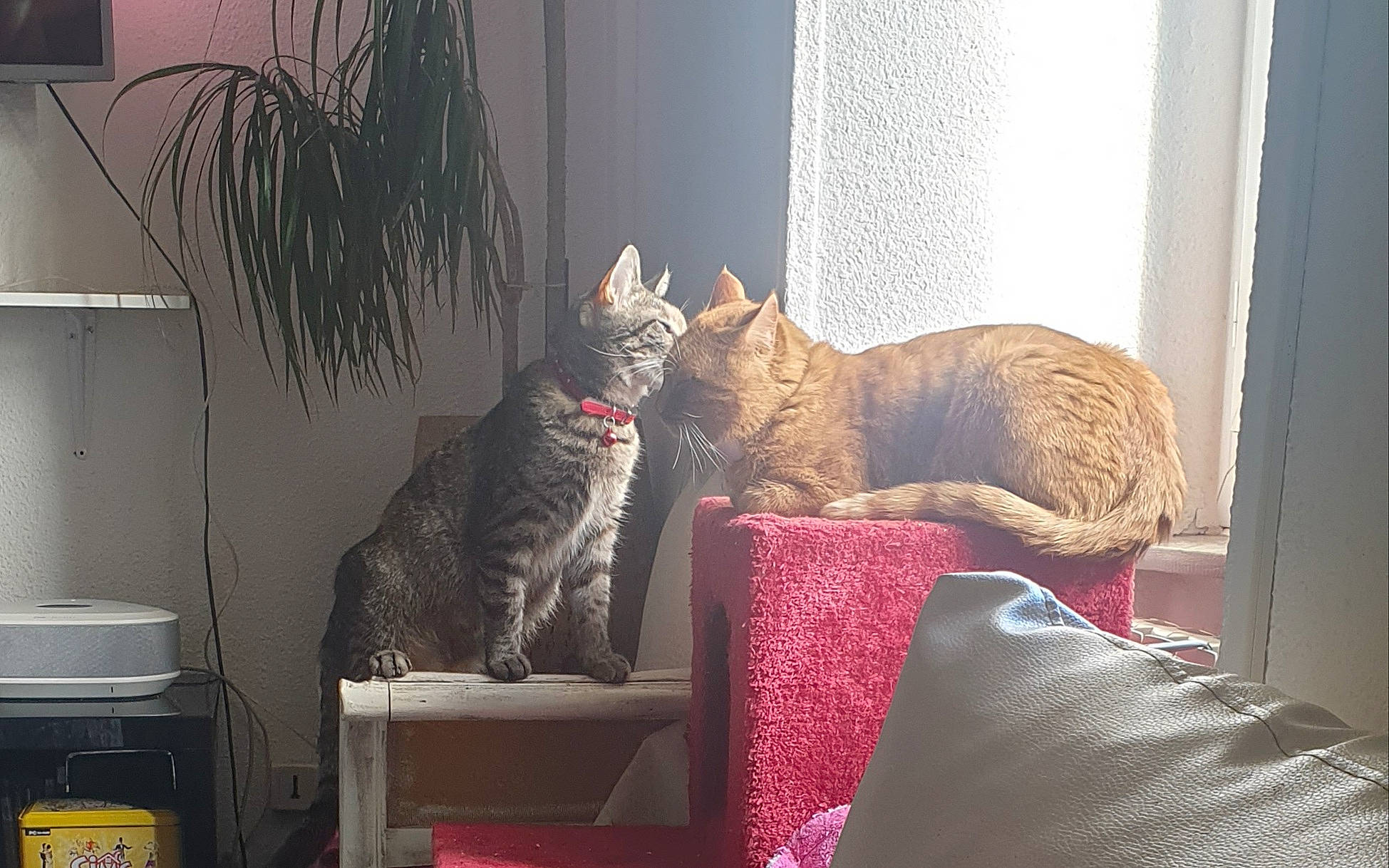 Betty participe au concours pour gagner de l'argent avec cette photo : carnivore, cat, comfort, couch, felidae, furniture, grey, interior_design, living_room, plant, small_to_medium_sized_cats, studio_couch, tail, textile, tree, vertebrate, whiskers, window, window_covering, wood