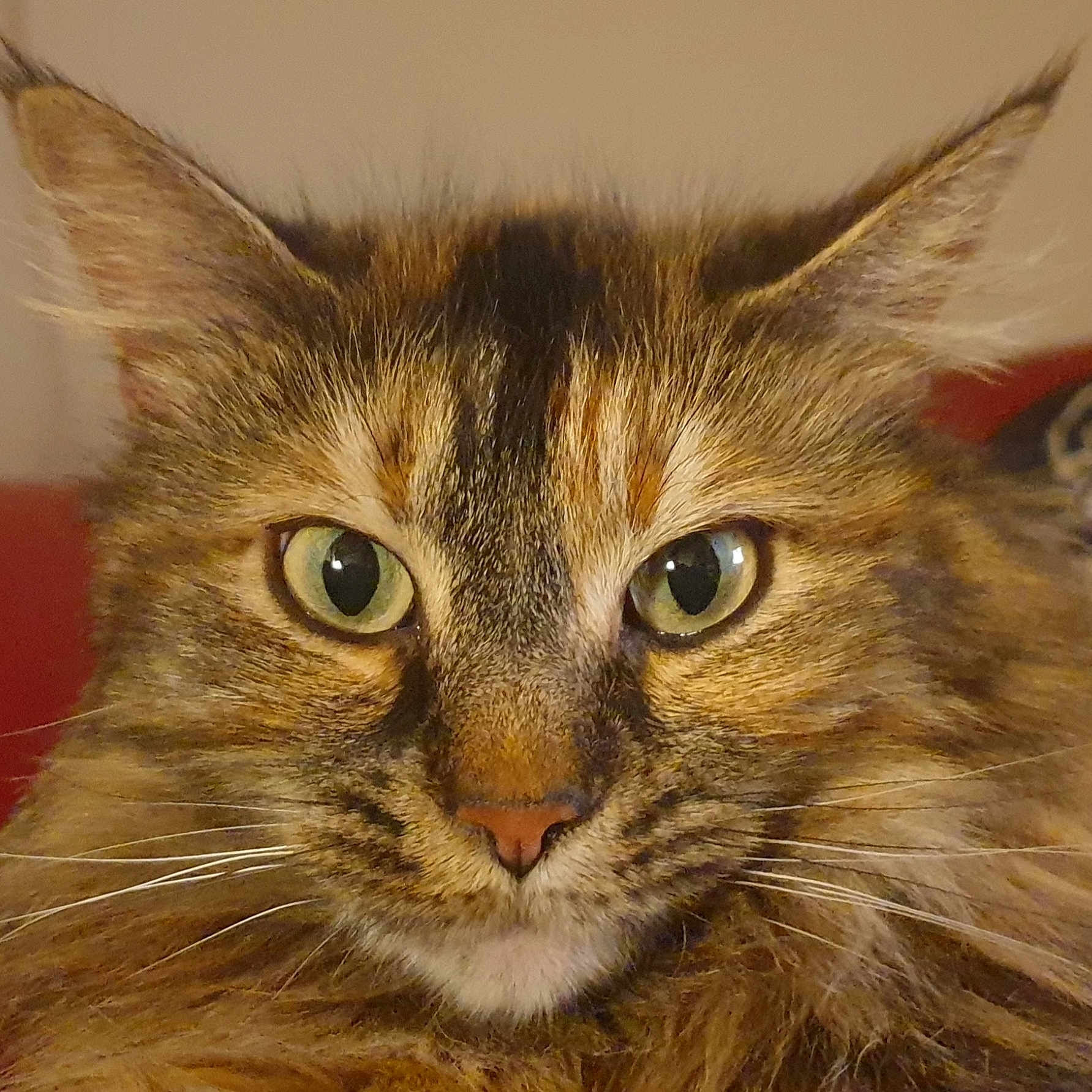 Zelda participe au concours pour gagner de l'argent avec cette photo : abyssinian, angora, animal, brasssection, cat, horn, kitten, manx, musicalinstrument, pet