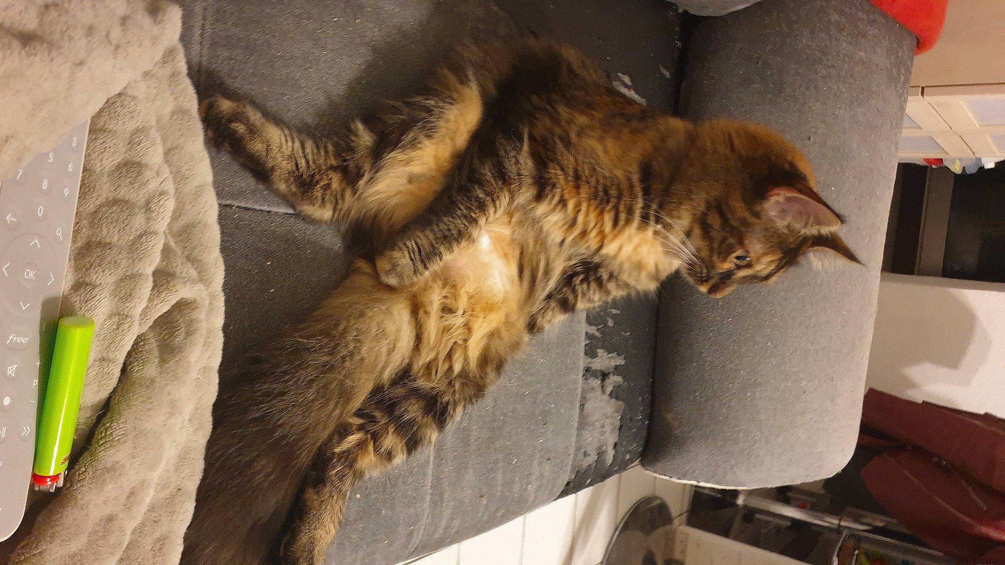 Zelda participe au concours pour gagner de l'argent avec cette photo : box, carnivore, cat, claw, comfort, domestic_short_haired_cat, fawn, felidae, fur, nap, paw, plant, room, small_to_medium_sized_cats, tail, terrestrial_animal, vertebrate, whiskers, wood