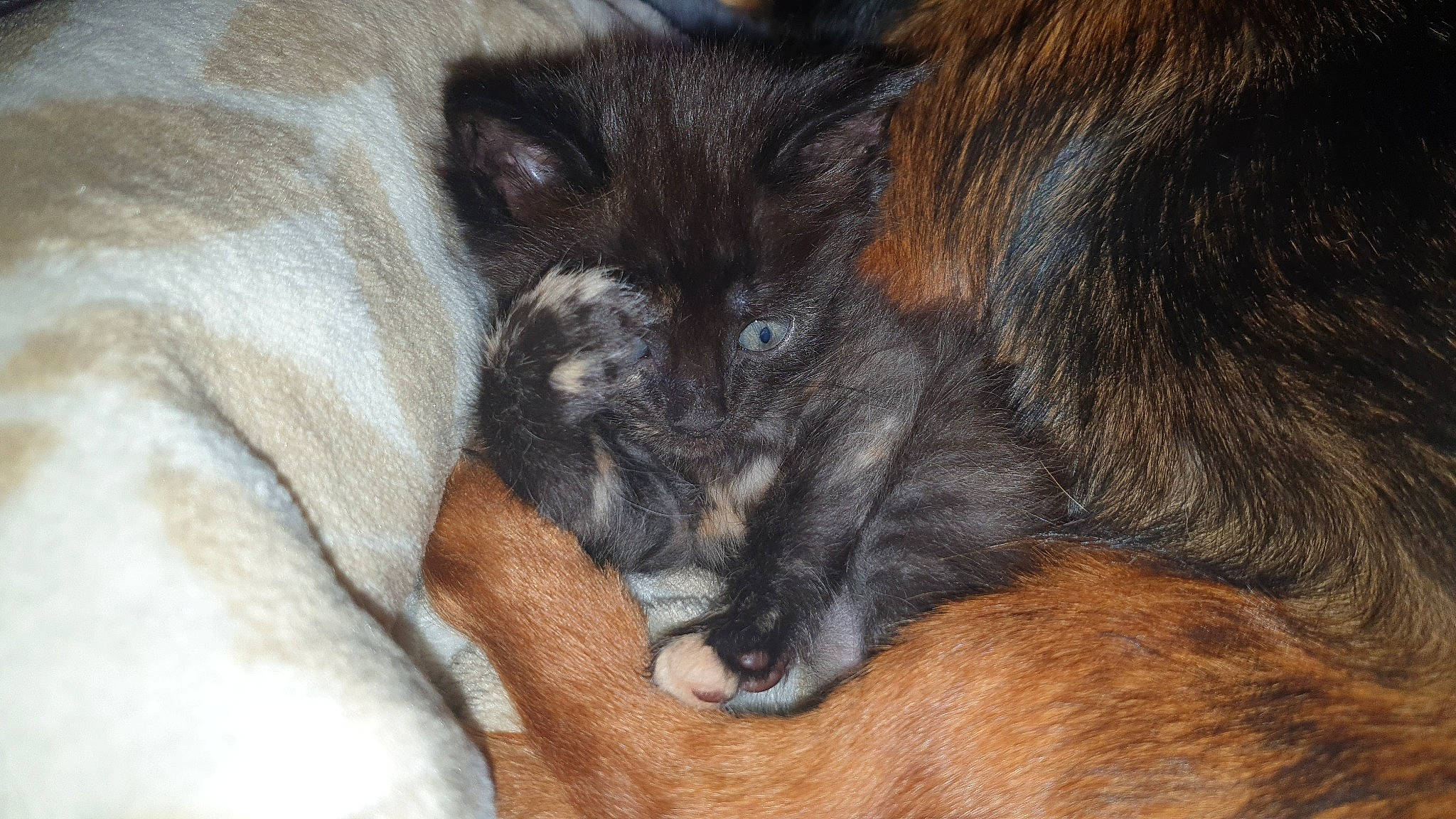 Mister T a rejoint le concours — aidez-le/la à gagner de superbes lots ! canidae, carnivore, cat, claw, comfort, companion_dog, dog, dog_breed, felidae, foot, fur, grey, liver, nap, paw, small_to_medium_sized_cats, tail, terrestrial_animal, whiskers, working_animal