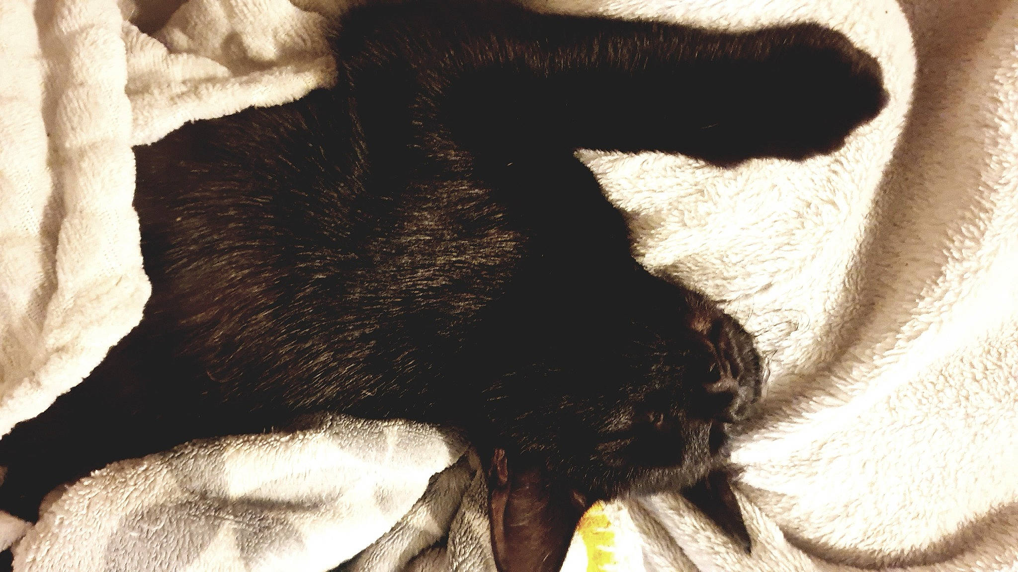 Mister T a rejoint le concours — aidez-le/la à gagner de superbes lots ! bombay, brown, carnivore, cat, claw, comfort, dog_breed, felidae, fur, gesture, human_leg, mammal, paw, small_to_medium_sized_cats, snout, sporting_group, tail, tints_and_shades, vertebrate, whiskers