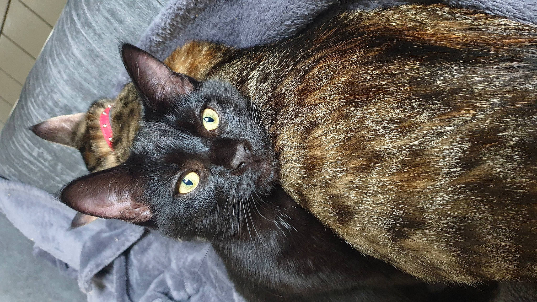 Mister T a rejoint le concours — aidez-le/la à gagner de superbes lots ! black_cat, bombay, carnivore, cat, claw, close_up, domestic_short_haired_cat, ear, eye, felidae, fur, havana_brown, small_to_medium_sized_cats, terrestrial_animal, whiskers